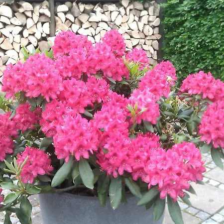 Affittacamere Helts - Helts