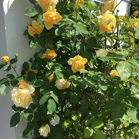 Affittacamere Helts - Helts 2*