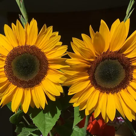 Helts - Helts Affittacamere