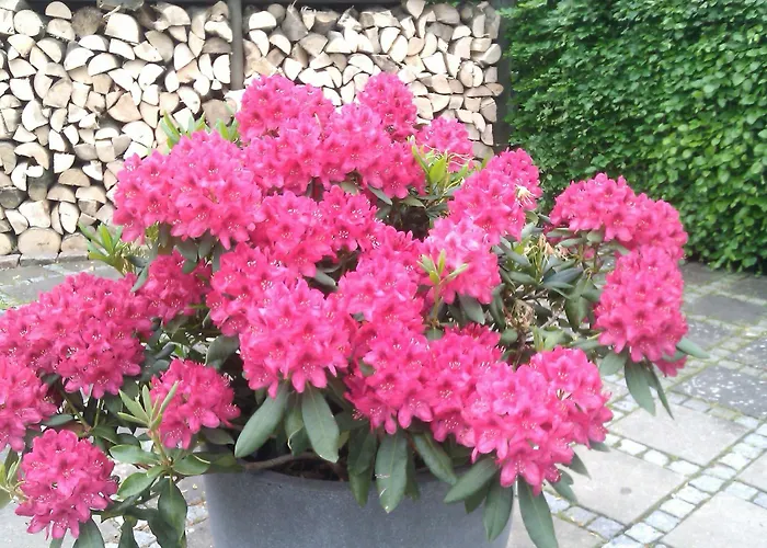 Gæstehus Helts - Helts